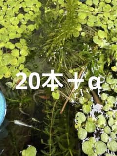 アナカリス 無農薬 10本＋α - メルカリ