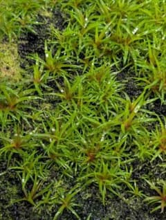 メルカリ便 ホシクサ キングクリムゾン水上葉1株 水草 ADA 水槽 - メルカリ