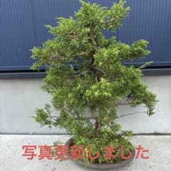台湾ツゲ 希少 コケ順よく花いっぱい咲きます。 | Buyee, 온라인 대리 
