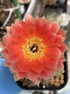 花サボテン　ロビビアのサムネイル