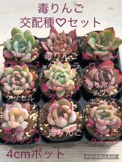 多肉植物 毒りんご♡交配種小苗セット① - メルカリ