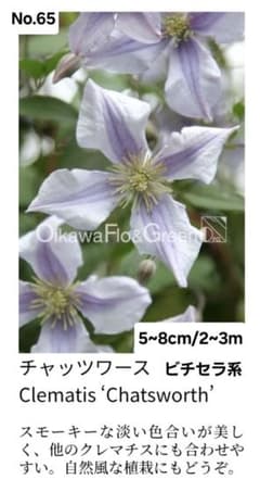 クレマチス挿し穂 3品種セット計6本 ネコポス発送 - メルカリ