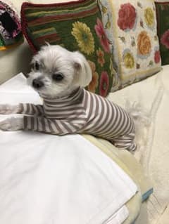 犬服　ハイネックロンパースのサムネイル
