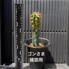 コピアポアsp. 0520 抜き苗発送 - メルカリ