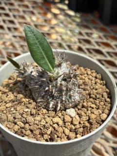 塊根植物 パキポディウム デンシカウレ 恵比寿大黒 実生 - メルカリ