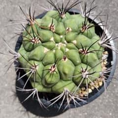 ギムノカリキウム 新天地 サボテンのサムネイル