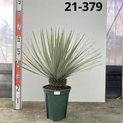 ユッカ ロストラータ【21-379】シルバーブルー - メルカリ