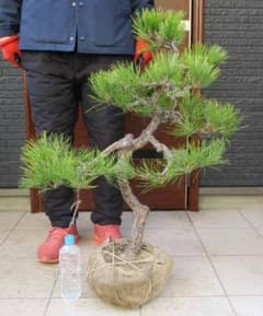 現品】黒松（くろまつ）（クロマツ）根巻 ム6番 - メルカリ