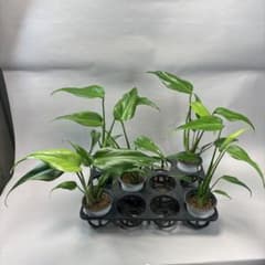 5株ms51セットモンステラ バールマルクスフレーム - メルカリ