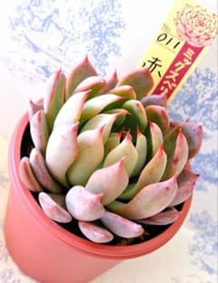 赤鬼 札付きポットごとメルカリ便おらいさん苗ミックスベリア - メルカリ