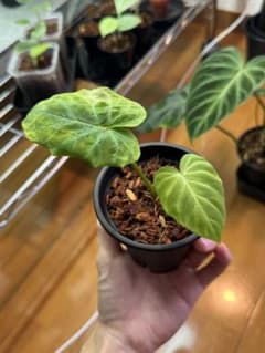 観葉植物 フィロデンドロン ベルコーサム 小苗のサムネイル