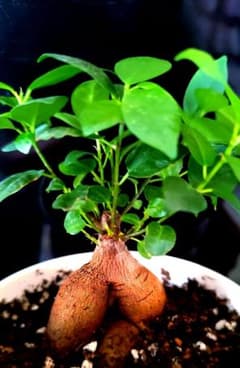 無農薬☆ガジュマル の木☆観葉植物 ☆根上がり 盆栽風 - メルカリ