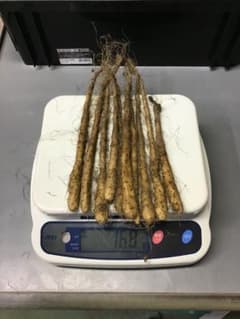 自然薯種芋　網室にてムカゴより栽培した1本苗です。15g〜20g 100本のサムネイル