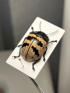 【12mm】トライバルな模様のズングリハムシ 標本甲虫タマムシスハンダエコガネム 18mm】不均一なドット模様が美しい大柄なズンズリハムシ 標本甲虫