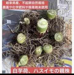 岐阜県産 自然栽培 里芋の苗、ランダム、不揃い 1セット４本、メルカリ便 岐阜県産 自然栽培 里芋の苗、ランダム、不揃い 1セット4本、メルカリ便