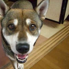 オーダー画面  確認用のサムネイル