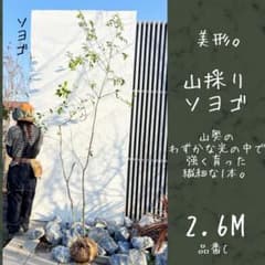 美形。山採りソヨゴ 雄株2.6M(鉢底から)品番C - メルカリ