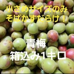 ❌小さめ！そばかすだらけ！宮崎県産　無農薬　福じいちゃんの　青梅　箱込み1キロのサムネイル