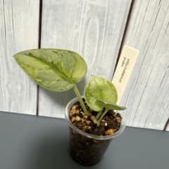Scindapsus yupaのサムネイル