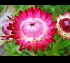 MIX色❤️帝王貝細工の種❤️50粒～のサムネイル