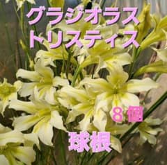 no.44/グラジオラス　トリスティス　球根のサムネイル