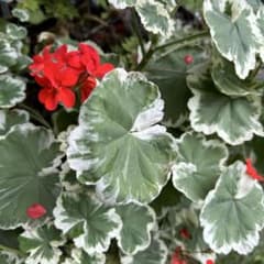 217 ※斑入り葉ゼラニウム - メルカリ