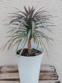 23日限定価格【現品・鉢まま出荷】かっこいい 子株付きユッカ デス