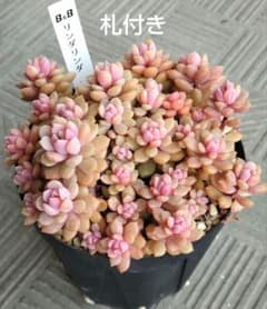 リンダリンダ 札付き 群生鉢 ぼのぼのさん苗 抜き苗 - メルカリ