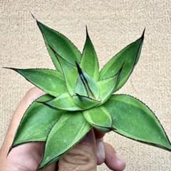 メルカリ便発送☆多肉植物 地雷蛙 ジライア(十兵衛×レッドフォーク) Lj_plants】Z298多肉植物 アガベ Red Skyline 覆輪錦 - メルカリ