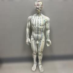 k*i様 経絡線付き人体模型 約50cm - メルカリ
