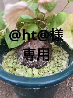 ディオスコレア　エレファンティペス　亀甲竜のサムネイル