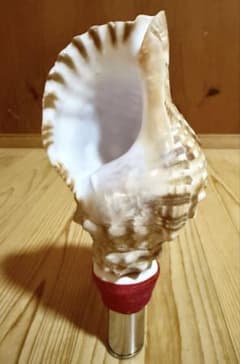 ミニ法螺貝 ほら貝 ホラガイ❣️ - メルカリ