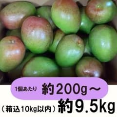 【緑10-6】約9.5kg　グリーンマンゴー 青マンゴー　マンゴー　摘果マンゴー 紫10-1】約9.5kg グリーンマンゴー 青マンゴー 摘果マンゴー - メルカリ