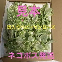 ネコポス発送　ベビーサンローズ（斑入り）カット