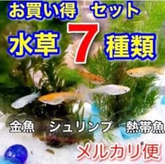 天然 水草 7種類 アナカリス 本日ご購入で ホテイ草1個プレゼント