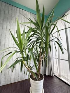 直接お取引希望】大型観葉植物ユッカ （青年の木） 約166cm インテリア