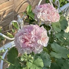 挿し穂 一本 希少ゼラニウム 珍しい品種ゼラニウム - メルカリ