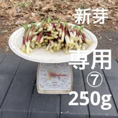 ⑦ 4/4 行者ニンニク　新芽250gのサムネイル
