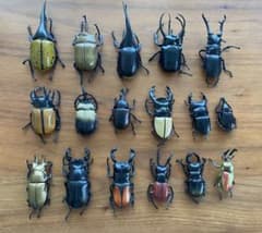 【専用】カブトムシ　クワガタ　フィギュア　昆虫フィギュア　17個セットのサムネイル