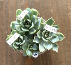 ミックスベリア 青札 おらいさん苗 カット苗セット 多肉植物 - メルカリ
