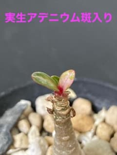 実生 アデニウム 斑入り ➄ - メルカリ