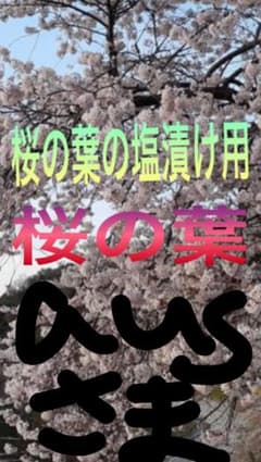 桜の葉、桜の葉の塩漬け用、桜の葉っぱ50枚、大島桜のサムネイル