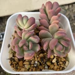 多肉植物 チェリーボンボン 抜き苗 ポットの中全て - メルカリ