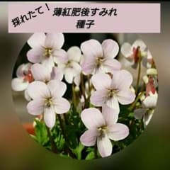 薄紅肥後すみれ 種子 25粒 日本すみれ 山野草 ウスベニヒゴスミレ