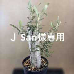 J San様専用 オリーブ太木挿し 古木 盆栽 発根済 - メルカリ