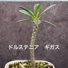 ドルステニア ギガス 枝挿し 新芽展開済み 5-10 - メルカリ