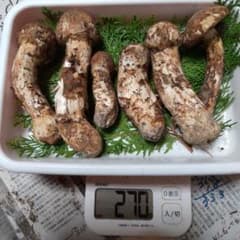 宮城県産松茸のサムネイル