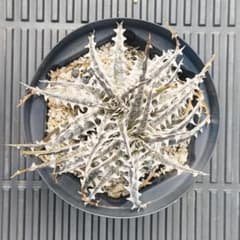Dyckia ' Little Wing ' ディッキア ' リトルウィング 'のサムネイル