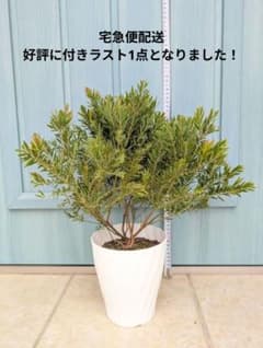 憧れのミモザをコンパクトなお庭やベランダでも楽しめる ☘ アカシア