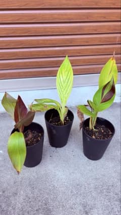 斑入り カンナ 3鉢セット 観葉植物のサムネイル